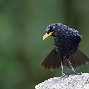 Blue Whistling-thrush (Myiophonus caeruleus dichrorhynchus) adult, with tail fanned, perched on post