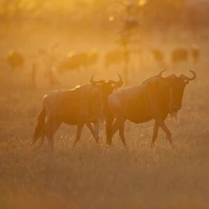Blue Wildebeest (Connochaetus taurinus) two adults, with herd in background, on migration at dawn, Masai Mara, Kenya