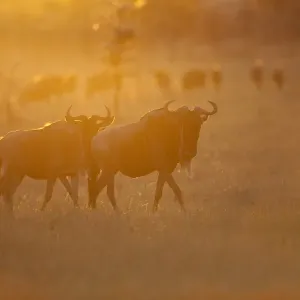 Blue Wildebeest Print: Two Adults with Herd at Dawn, Masai Mara Blue Wildebeest Print: Two Adults with Herd at Dawn, Masai Mara