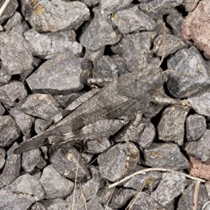 Blue-winged Grasshopper (Oedipoda caerulescens) adult, camouflaged on stones, Auvergne, France, August