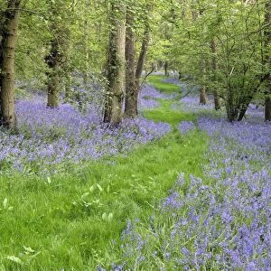 Bluebell (Endymion non-scriptus) flowering, mass growing in deciduous woodland habitat, Warwickshire, England, april