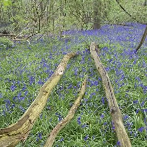 Bluebell (Endymion non-scriptus) flowering, mass growing beside logs in deciduous woodland habitat