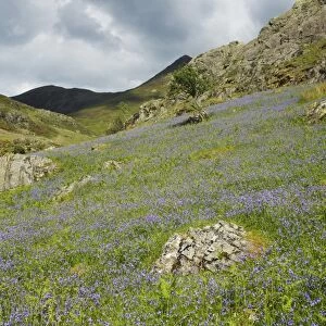 Bluebell (Endymion non-scriptus) flowering, mass growing in fell habitat, Grasmoor, Lake District N. P