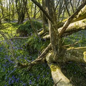 Bluebell (Endymion non-scriptus) flowering mass, growing beside fallen Common Ash (Fraxinus excelsior)