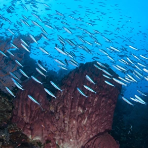 Bluestreak Fusilier (Pterocaesio tile) adults, shoal swimming around Barrel Sponge (Xestospongia testudinaria) in reef habitat, Gunung Api, Banda Sea, Indonesia