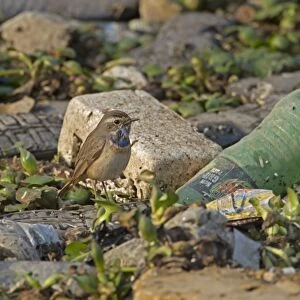 Bluethroat (Luscinia svecica) adult male, standing amongst discarded rubbish, Sundarbans, Ganges Delta, West Bengal