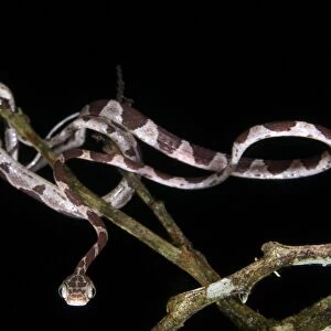 Blunt-headed Tree Snake (Imantodes cenchoa) adult, hunting amongst branches at night, Los Amigos Biological Station
