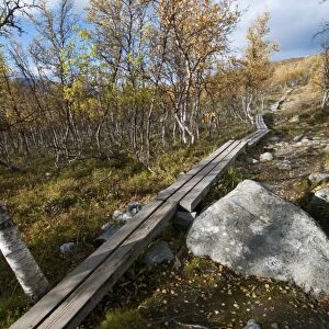 Boardwalk leading through birch forest to summit of fell, Saana Fell, Kilpisjarvi, Enontekio, Lapland, Finland
