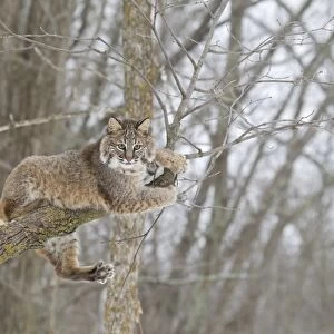 Bobcat (Lynx rufus) adult, resting on tree branch, Minnesota, U. S. A. January (captive)