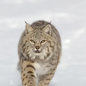 Bobcat Print - Captive Adult in Snow, Montana Bobcat Print - Captive Adult in Snow, Montana