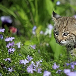 Bobcat (Lynx rufus) eight-weeks old cub, standing amongst wildflowers in meadow, Montana, U. S. A. june (captive)