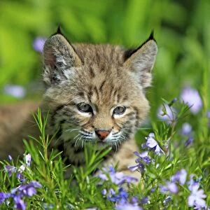 Bobcat (Lynx rufus) eight-weeks old cub, sitting amongst wildflowers in meadow, Montana, U. S. A. june (captive)