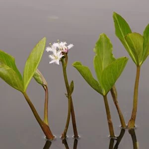 Bogbean (Menyanthes trifoliata) flowering, growing in pond, Oxfordshire, England, May