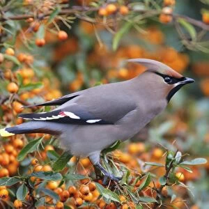 Bohemian Waxwing (Bombycilla garrulus) adult, perched on Firethorn (Pyracantha sp. ) with berries, Leicestershire