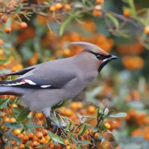 Bohemian Waxwing Print, perched on Firethorn with berries Bohemian Waxwing Print, perched on Firethorn with berries