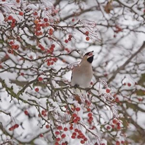Bohemian Waxwing (Bombycilla garrulus) adult, feeding, swallowing fruit, perched in snow covered tree, Ipswich, Suffolk, England, december