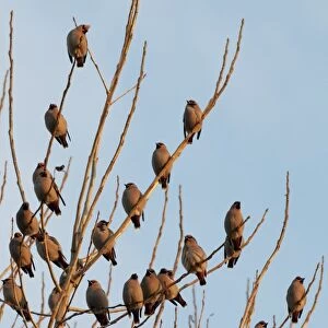 Bohemian Waxwing (Bombycilla garrulus) flock, perched in tree, in late evening sunlight, Kent, England, december