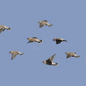 Bohemian Waxwing (Bombycilla garrulus) flock, in flight, Norfolk, England, november