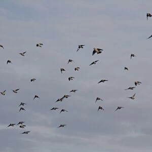 Bohemian Waxwing (Bombycilla garrulus) flock, in flight, Ipswich, Suffolk, England, november