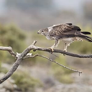 Bonellis Eagle (Aquila fasciata) adult male, perched on branch, Aragon, Spain, December