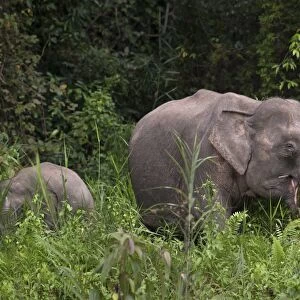 Bornean Elephant (Elephas maximus borneensis) adult female and calf, feeding at edge of rainforest, Malaysian Borneo