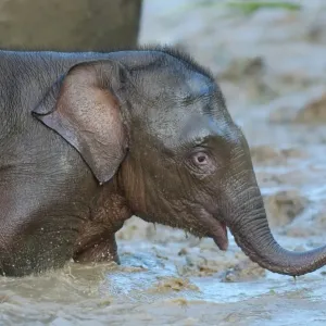 Bornean Elephant Baby Print, Kinabatangan River Bornean Elephant Baby Print, Kinabatangan River