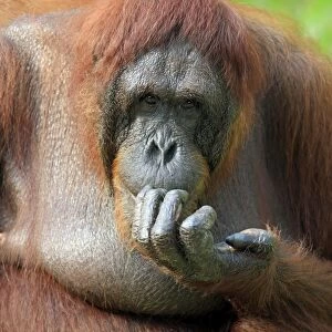 Bornean Orang-utan (Pongo pygmaeus) adult female, close-up of head and hand (captive)