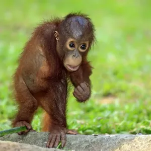 Bornean Orang-utan (Pongo pygmaeus) young, standing on ground (captive) Bornean Orang-utan (Pongo pygmaeus) young, standing on ground (captive)
