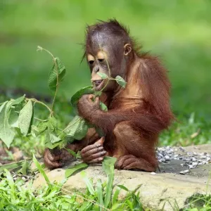 Bornean Orang-utan Young Print Bornean Orang-utan Young Print