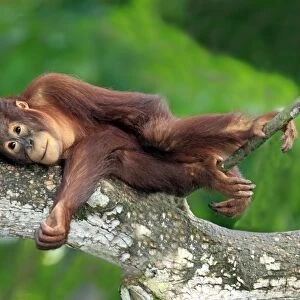 Bornean Orang-utan (Pongo pygmaeus) young, resting on branch (captive)