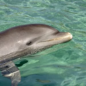 Bottle-nosed Dolphin (Tursiops truncatus) Adult swimming, close-up of head, Roatan, Honduras, Caribbean Sea