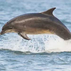 Bottlenose Dolphin (Tursiops truncatus) adult, with tooth rakes from conspecific interaction, leaping, Moray Firth, Scotland, july Bottlenose Dolphin (Tursiops truncatus) adult, with tooth rakes from conspecific interaction, leaping, Moray Firth, Scotland, july
