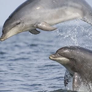 Bottlenose Dolphin (Tursiops truncatus) two adults, breaching, Moray firth, Scotland