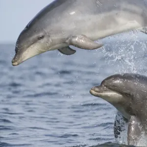 Bottlenose Dolphin (Tursiops truncatus) two adults, breaching, Moray firth, Scotland Bottlenose Dolphin (Tursiops truncatus) two adults, breaching, Moray firth, Scotland