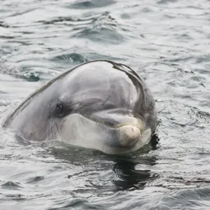 Bottlenose Dolphin (Tursiops truncatus) Dusty, solitary friendly adult female, close-up of head, County Clare, Ireland Bottlenose Dolphin (Tursiops truncatus) Dusty, solitary friendly adult female, close-up of head, County Clare, Ireland