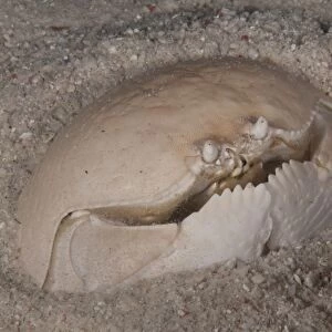 Box Crab (Calappa calappa) adult, buried in sand, Mabul Island, Sabah, Borneo, Malaysia