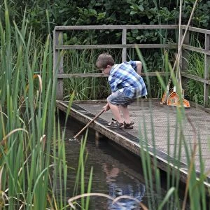 Boy pond dipping with net, Minsmere RSPB Reserve, Suffolk, England, August