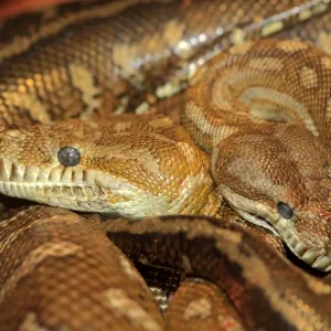 Bredls Carpet Python (Morelia bredli) two adults, close-up of heads, coiled together, Outback, Northern Territory Bredls Carpet Python (Morelia bredli) two adults, close-up of heads, coiled together, Outback, Northern Territory