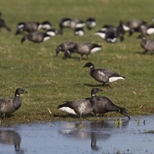 Brent Geese standing in shallow water in field, North Norfolk