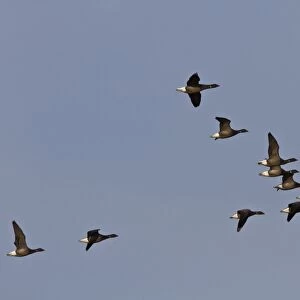 Brent Geese, winter flock flying over Deepdale Marsh, Brancaster, North Norfolk
