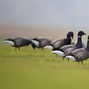 Brent Goose (Branta bernicla bernicla) dark-bellied form, flock, grazing on grass, Norfolk, England, November