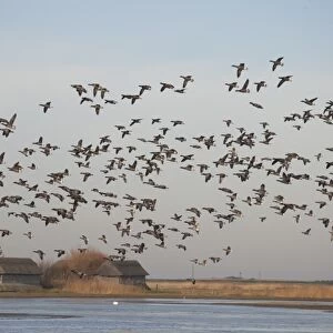 Brent Goose (Branta bernicla) flock, in flight over coastal marshland habitat with hides, Cley Marshes Reserve