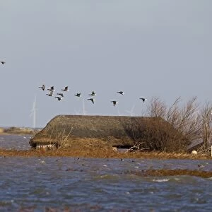 Brent Goose (Branta bernicla) flock, in flight over flooded coastal marshland habitat