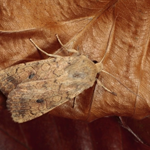 Brick Moth (Agrochola circellaris) adult, resting on fallen beech leaf, Powys, Wales, october