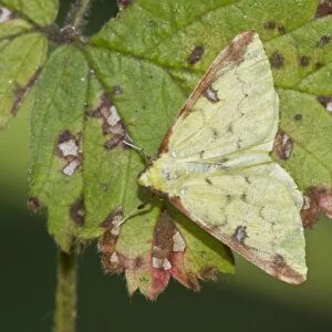 Brimstone Moth on autumn leaf