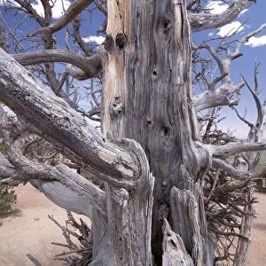 Bristlecone Pine trees are adapted to prolonged drought, this tree is around 1600 years old