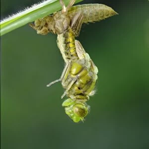 Broad-bodied Chaser (Libellula depressa) adult female, emerging from exuvia