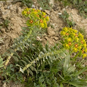 Broad-leaved Glaucous Spurge (Euphorbia myrsinites) flowering, Pilion, Greece, April