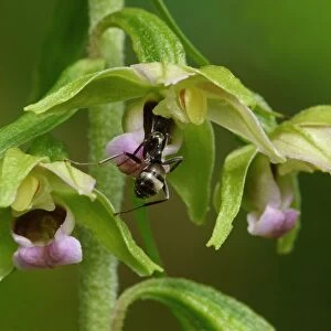 Broad-leaved Helleborine (Epipactis helleborine) close-up of flowers, with Wood Ant (Formica lemani) adult worker
