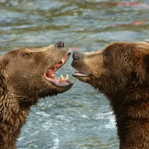 Brown Bear Print - Two Growling in River, Alaska Brown Bear Print - Two Growling in River, Alaska